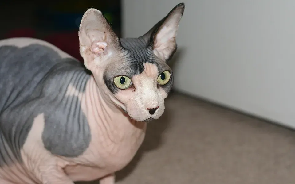 Sphynx, photographie de la race