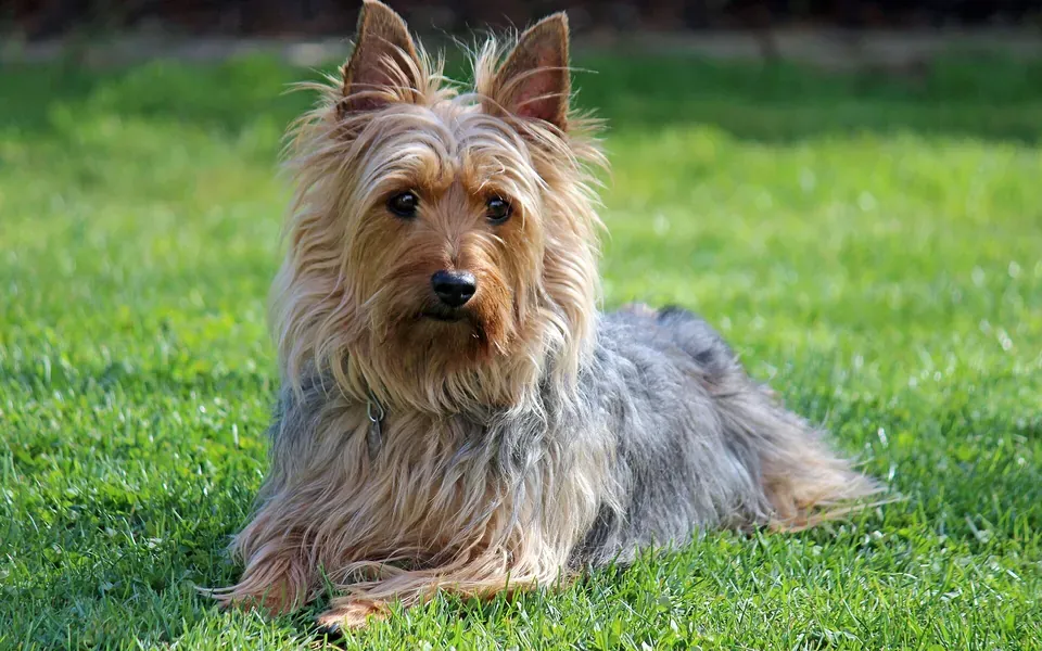 Terrier australien à poil soyeux, photographie de la race