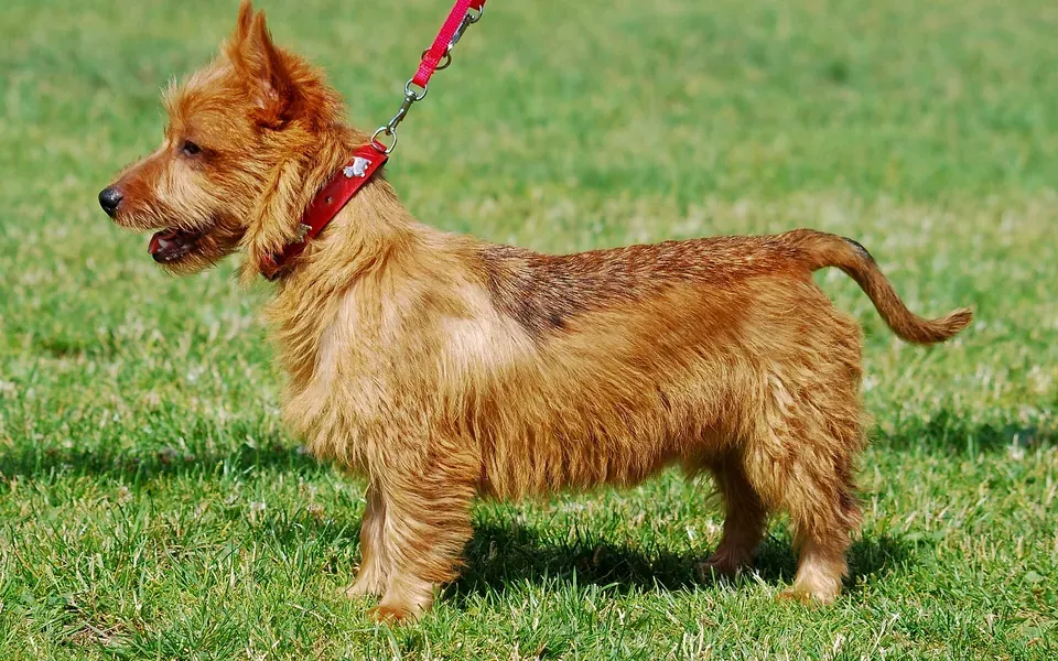 Terrier australien, photographie de la race