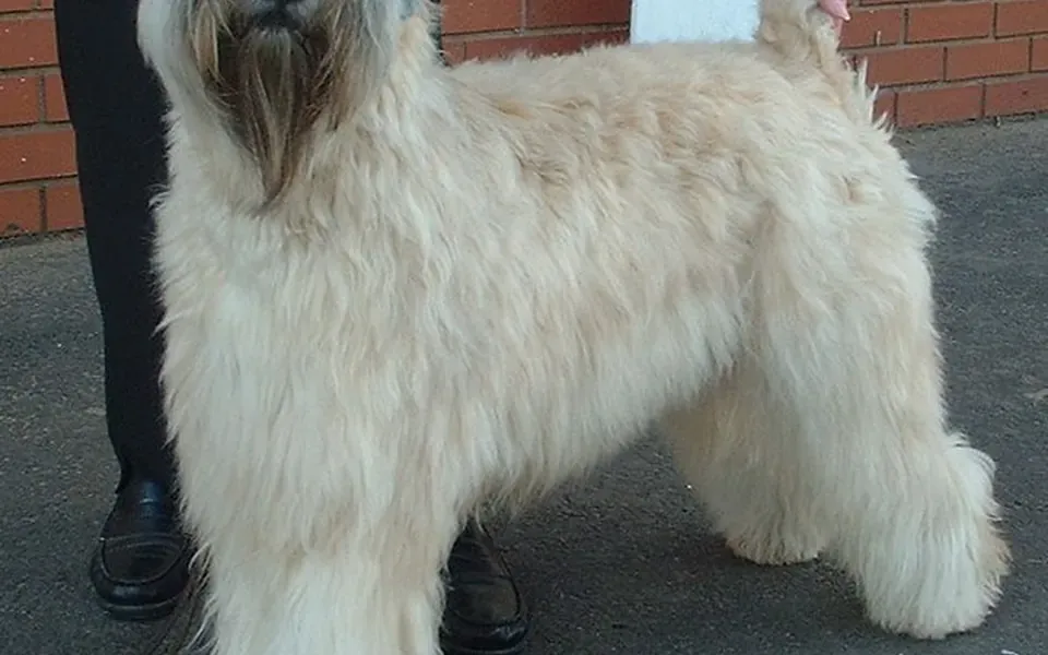 Terrier irlandais à poil doux, photographie de la race