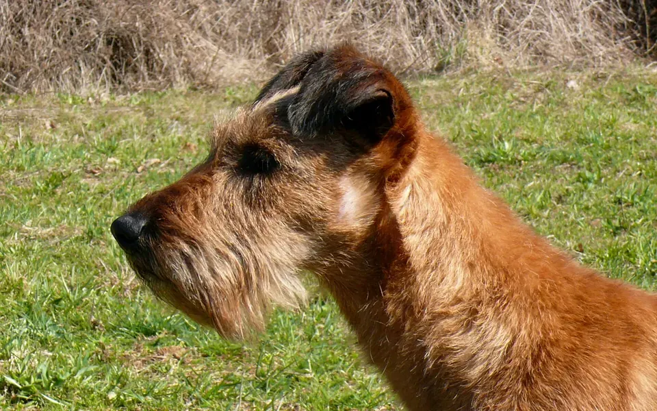 Terrier irlandais, photographie de la race