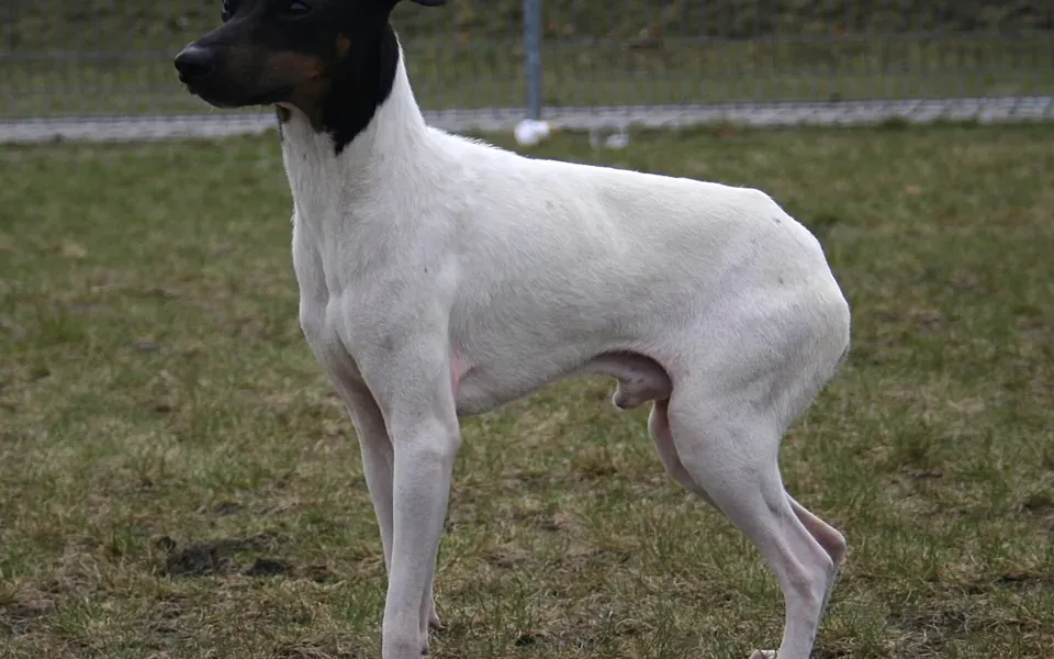 Terrier japonais, photographie de la race