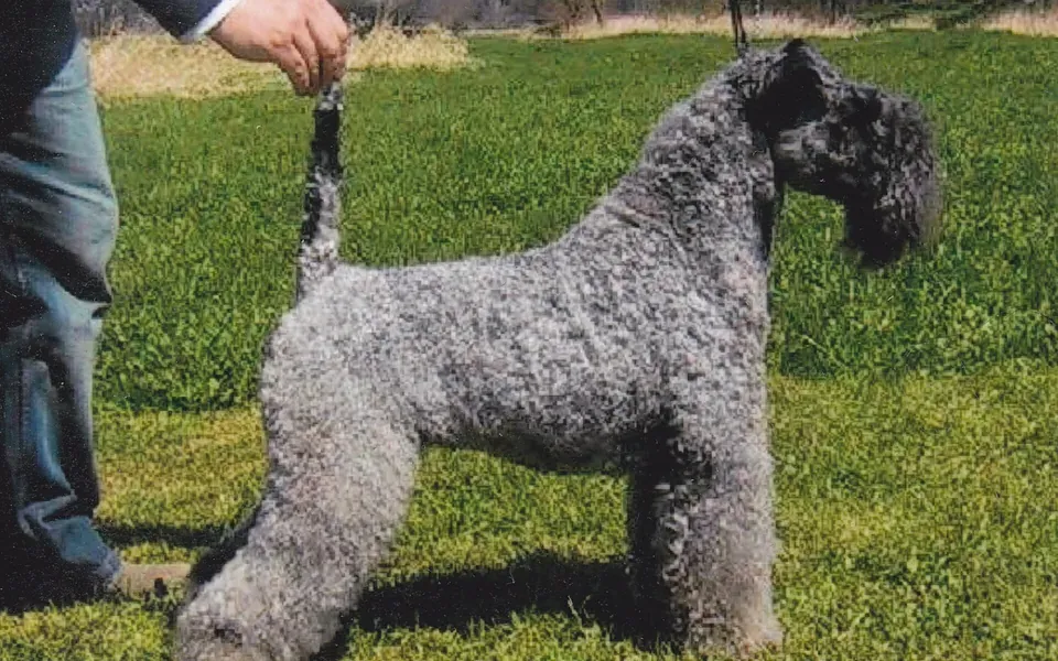 Terrier Kerry Blue, photographie de la race