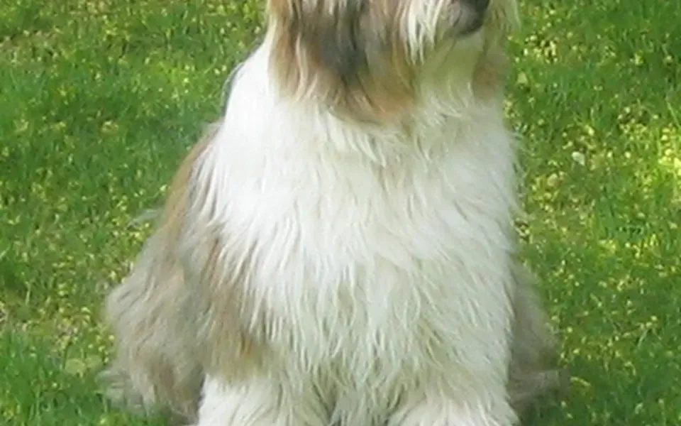 Terrier tibétain, photographie de la race