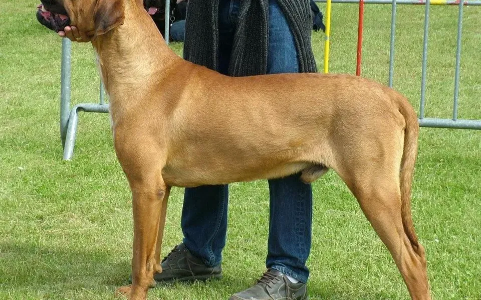 Tosa Inu, photographie de la race