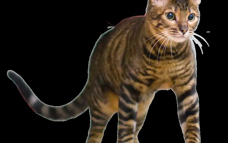 Toyger, photographie de la race
