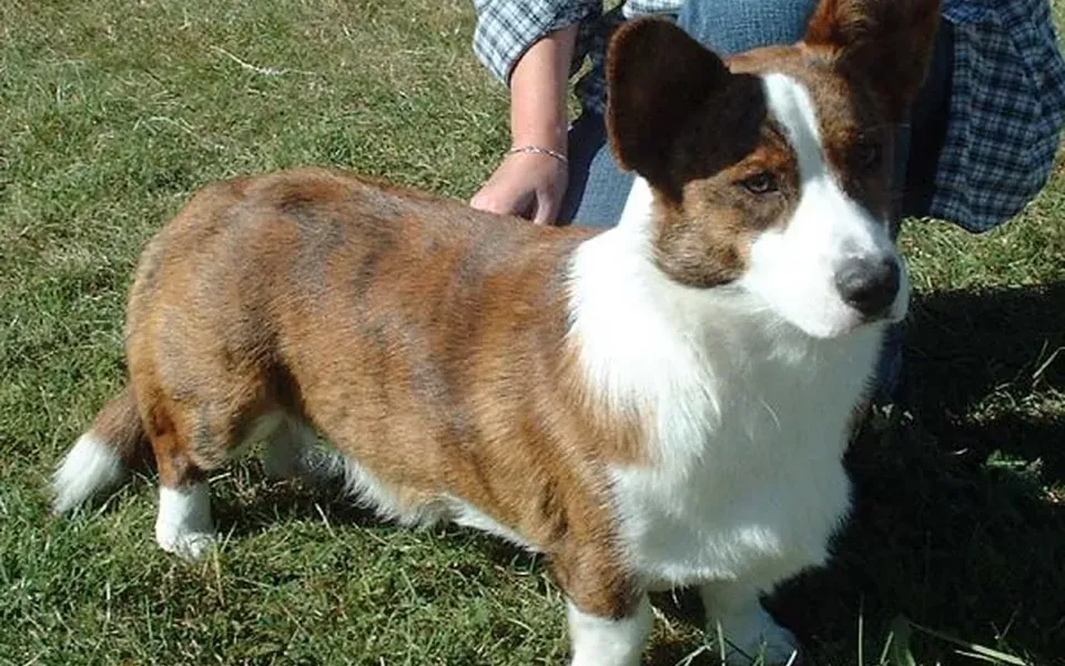 Welsh Corgi Cardigan, photographie de la race