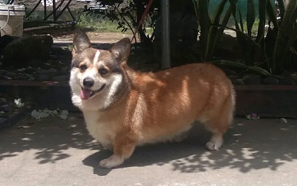 Welsh Corgi Pembroke, photographie de la race