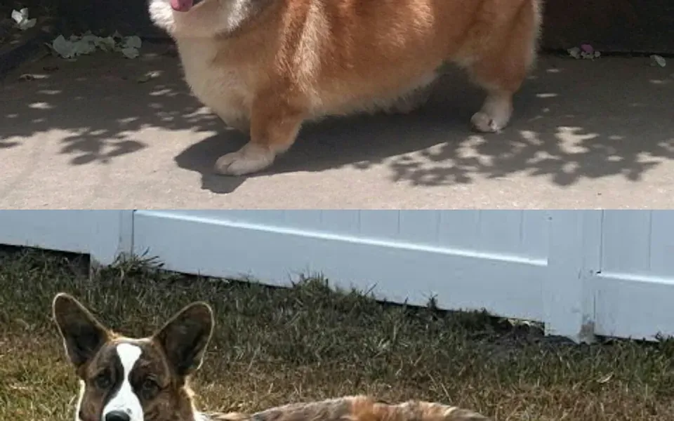 Welsh Corgi, photographie de la race