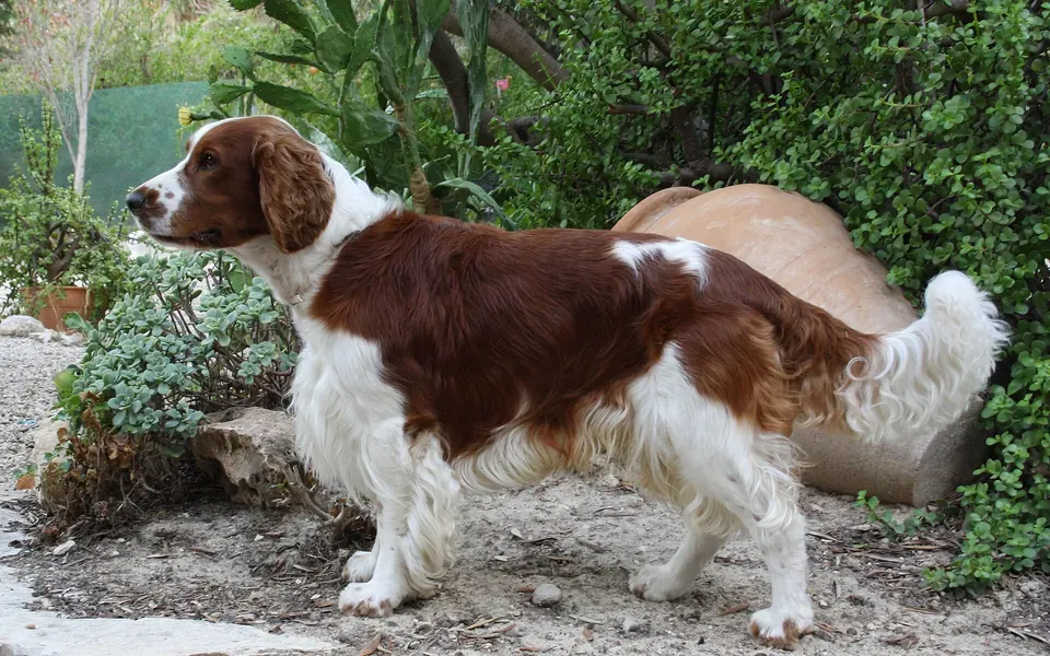Welsh Springer Spaniel, photographie de la race