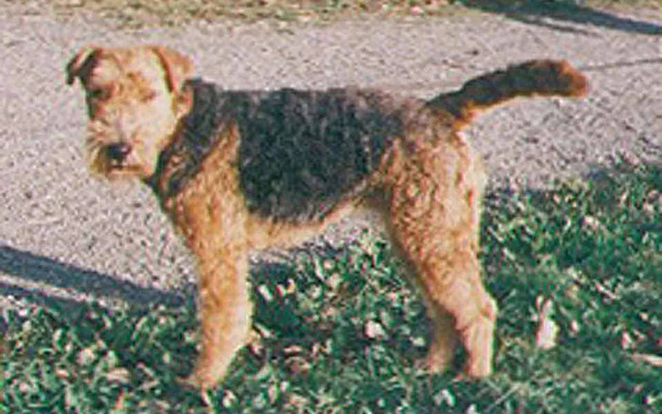 Welsh terrier, photographie de la race