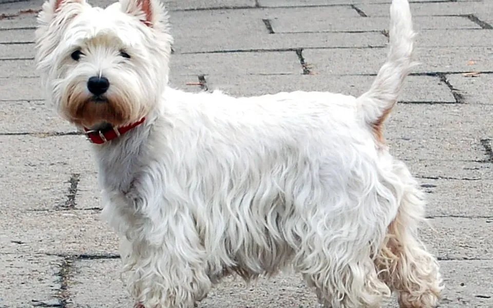 West Highland white terrier, photographie de la race